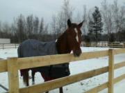 Cheval a vendre ou a louer option achat