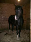 Large Poney  Sauteur