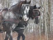 Magnifique Jument Appaloosa