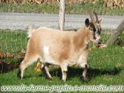 Superbes chèvres miniatures à 90% gestante