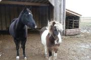 Recherche bon cheval canadien enregistré