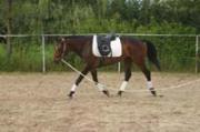 Demi-pension Trakehner 6 ans
