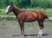Cheval Paint Horse