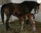 POULINIÈRE QH AVEC SAILLIE DE FROSTY THE GOODBAR