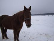 Cheval Quarter Horse gelding à vendre
