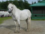 Demi-pension sur demi-cheval 12 mains cours...