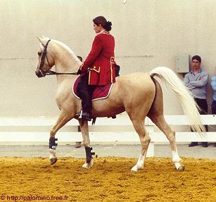 SAILLIE FENNDI EL KEBIR Etalon Palomino 90% arabe
