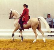 SAILLIE FENNDI EL KEBIR Etalon Palomino 90% arabe