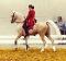 SAILLIE FENNDI EL KEBIR Etalon Palomino 90% arabe