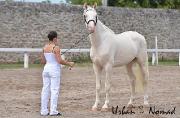 SAILLIES URBAN LEGEND étalon race Creme champion 