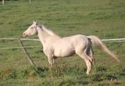 SAILLIE TAHLYN  EQUI'REV etalon creme
