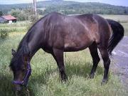 Recherche ancienne jument Quendy