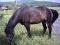 Recherche ancienne jument Quendy