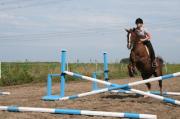  cheval a vendre