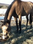 Belle pouliche 3 ans enregistré