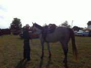 jument thorobred 3 1/2 ansbaril tour gymkhana...