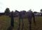jument thorobred 3 1/2 ansbaril tour gymkhana...