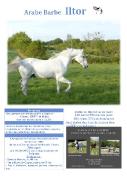 Elevage des Ruettes - Chevaux Arabe Barbe