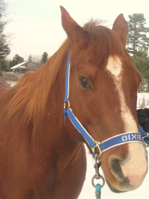 Superbe Jument Quarter Horse a Vendre :)