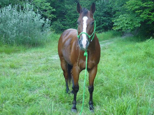 Quarter Horse X Arabe à vendre!!