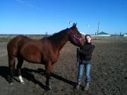 QUARTER HORSE guilding de 7 ans