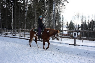 Gelding Paint Horse de 8 ans enr.
