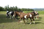 chevaux a vendre