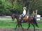 cours d'équitation Western