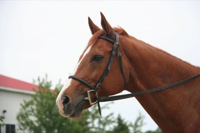 Jument Trakehner à vendre