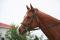 Jument Trakehner à vendre
