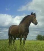 Poney Hackney