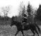 recherche cheval a monter ou demi-pension...