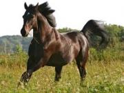 Cheval