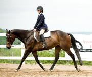 cheval, jument appendix 