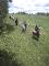 Randonnée à cheval