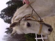beau guilding blanc