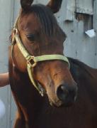 cheval a vendre standerbread