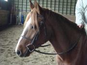 Large ponette