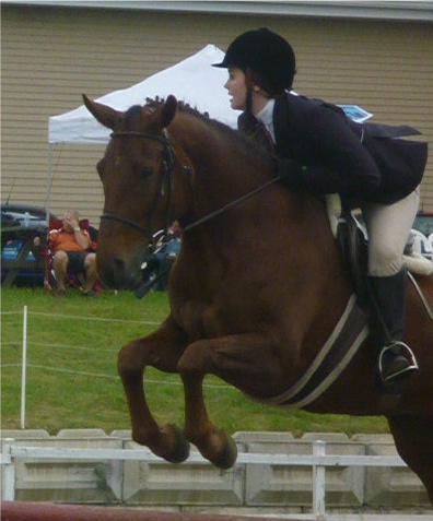 Belle jument Canadien/Quaterhorse DRESSAGE/SAUTS/COMPLET ***