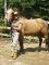 2 chevaux et 2 poneys