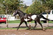 Etalon Paint horse enregistré noir overo à vendre