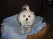 bichon x shitzu femelle
