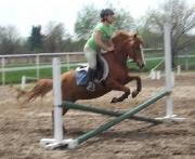 Mindy! Superbe Ponette Alezane (7ans)