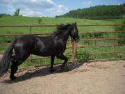 cheval noir canadien