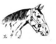 Poulinière WARMBLOOD - 3 000$
