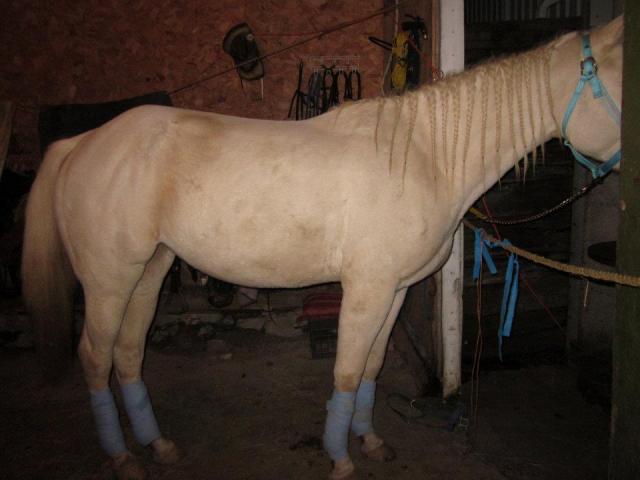 Jument Qh Magnifique