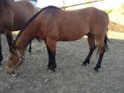 Cheval de 13 ans a vendre URGENT!!