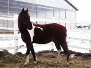 Cheval a vendre, Outaouais