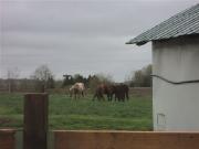 Entrainement rapide chevaux de selles Financement...