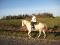 Belle jument blanche de 16 ans, 16 mains